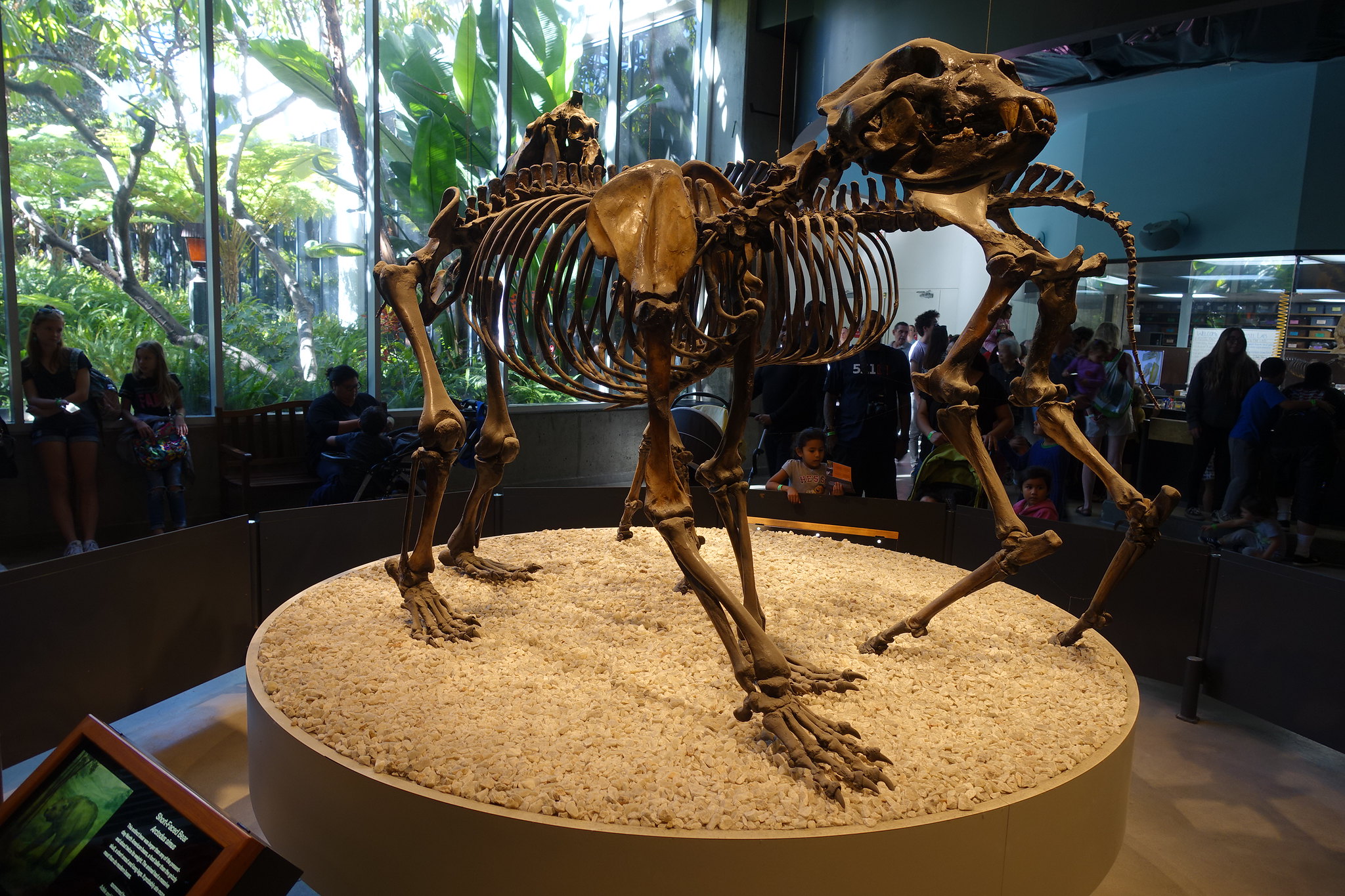 La Brea Tar Pits & Museum